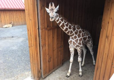 girraffe-time