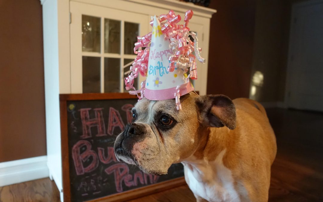 Happy Burday Penny!!! 11 years with our old lady…