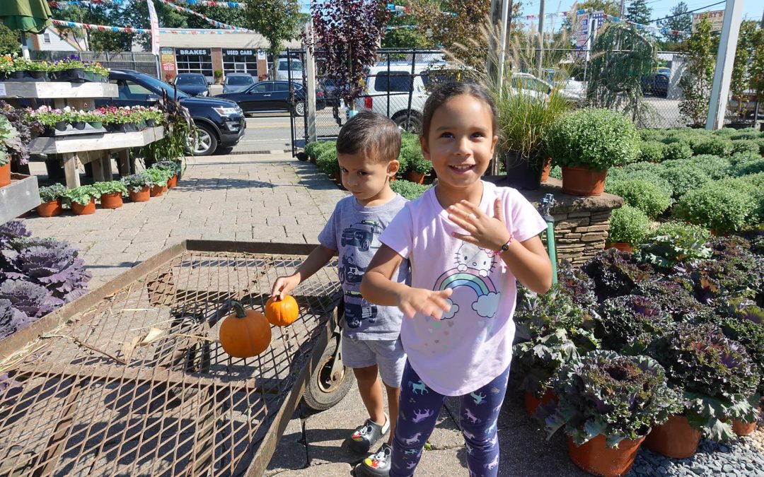 Shopping for Fall Flowers