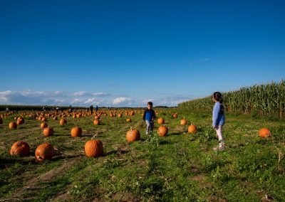 windy-acres-farm-2018