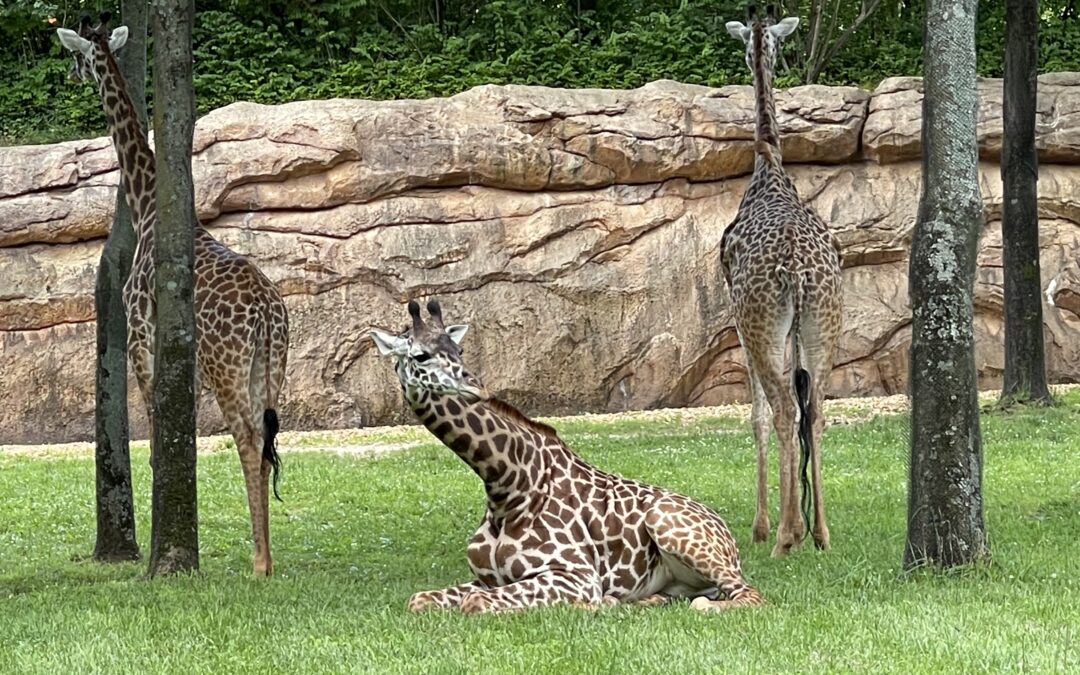 Nashville Zoo