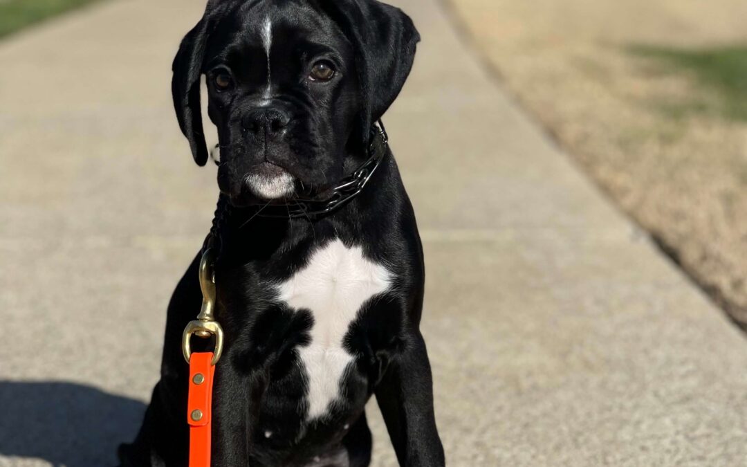 Dixie Walk and Vet Visit
