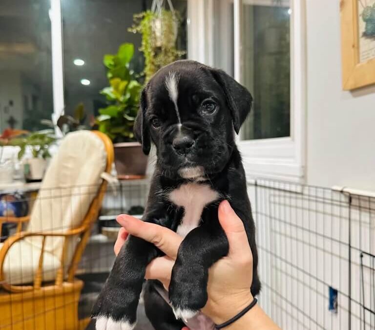 Violet is Reserved
