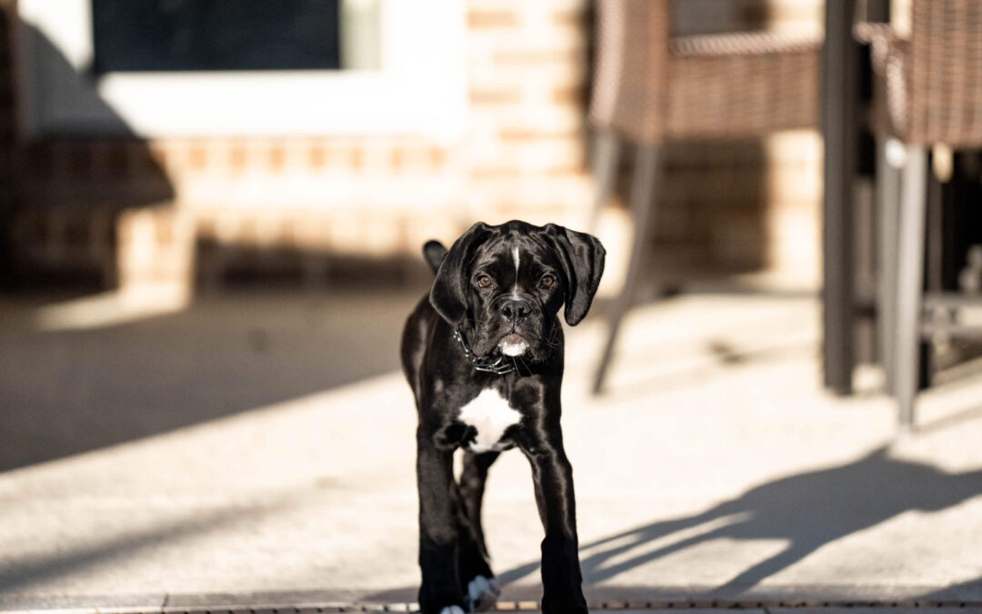 Dixie in the Backyard…
