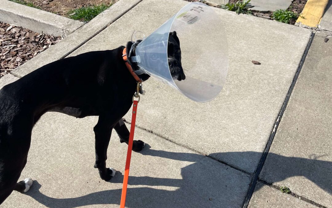 Dixie got Spade