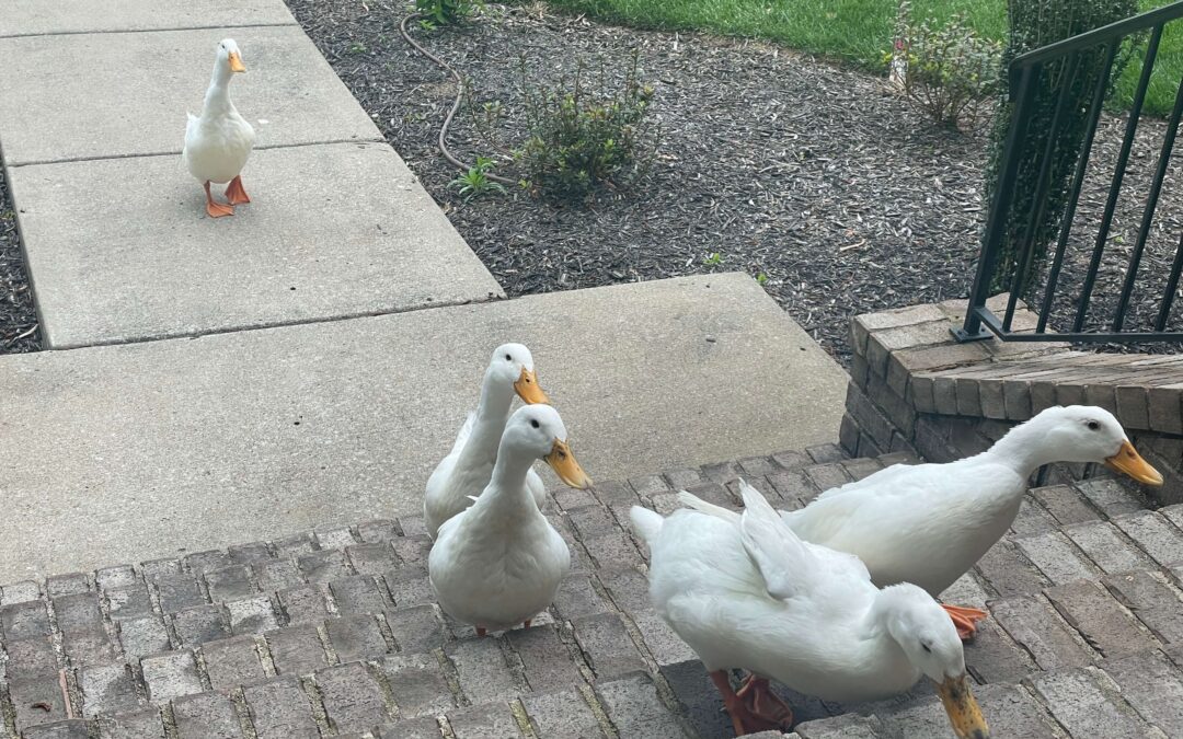 Our Pond Neighbors…