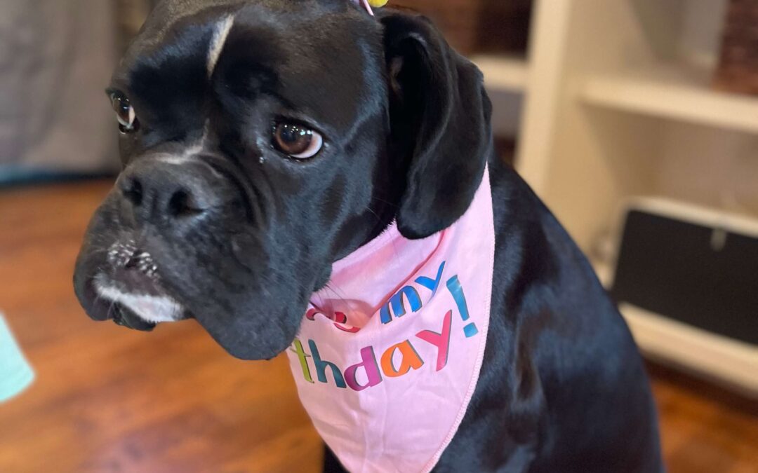Happy 2nd Birthday, Dixie Girl! 🐾🎉